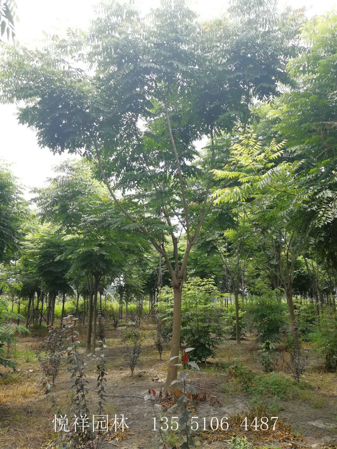 欒樹(shù)